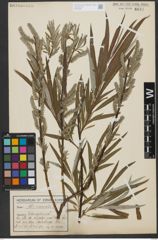 Foto von Salix viminalis L.